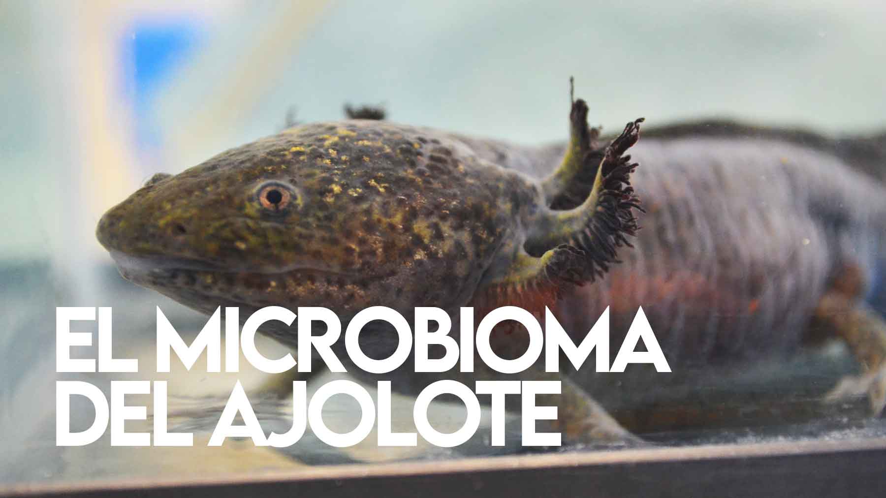 El Microbioma del Axolote