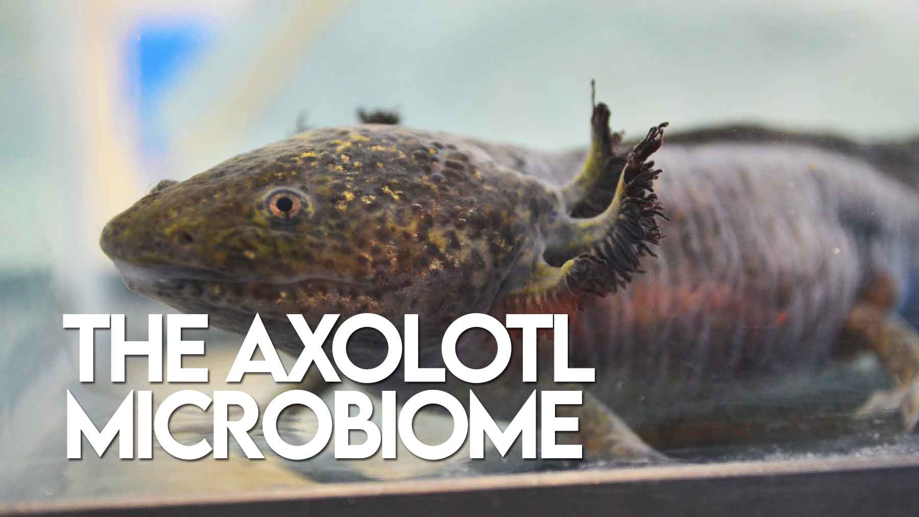 The Axolotl Microbiome